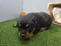 Titan, a male Rottweiler for sale in Fort Wayne, IN – Photo 5 of 7