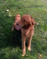 Petal, a female Golden Retriever for sale in Fort Wayne, IN – Photo 1 of 2