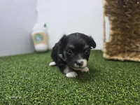 Cannoli, a male Chihuahua for sale in Fort Wayne, IN – Photo 2 of 8
