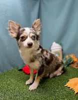 Cannoli, a male Chihuahua for sale in Fort Wayne, IN – Photo 7 of 8