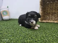 Cannoli, a male Chihuahua for sale in Fort Wayne, IN – Photo 1 of 8