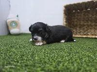 Cannoli, a male Chihuahua for sale in Fort Wayne, IN – Photo 6 of 8