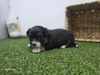 Cannoli, a male Chihuahua for sale in Fort Wayne, IN – Photo 5 of 8