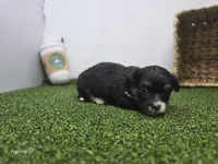 Cannoli, a male Chihuahua for sale in Fort Wayne, IN – Photo 4 of 8