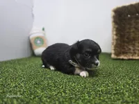 Cannoli, a male Chihuahua for sale in Fort Wayne, IN – Photo 3 of 8