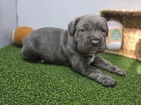 Bruno , a female Cane Corso for sale in Fort Wayne, IN – Photo 1 of 8