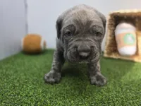 Bruno , a female Cane Corso for sale in Fort Wayne, IN – Photo 4 of 8