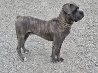 Bruno , a female Cane Corso for sale in Fort Wayne, IN – Photo 7 of 8