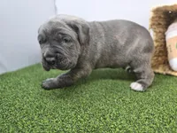 Bruno , a female Cane Corso for sale in Fort Wayne, IN – Photo 6 of 8