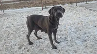 Bruno , a female Cane Corso for sale in Fort Wayne, IN – Photo 8 of 8