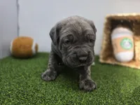 Bruno , a female Cane Corso for sale in Fort Wayne, IN – Photo 3 of 8
