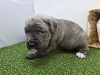Bruno , a female Cane Corso for sale in Fort Wayne, IN – Photo 5 of 8