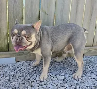 Summer, a female Frenchton for sale in Fort Wayne, IN – Photo 8 of 8