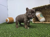 Summer, a female Frenchton for sale in Fort Wayne, IN – Photo 6 of 8