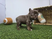 Summer, a female Frenchton for sale in Fort Wayne, IN – Photo 5 of 8