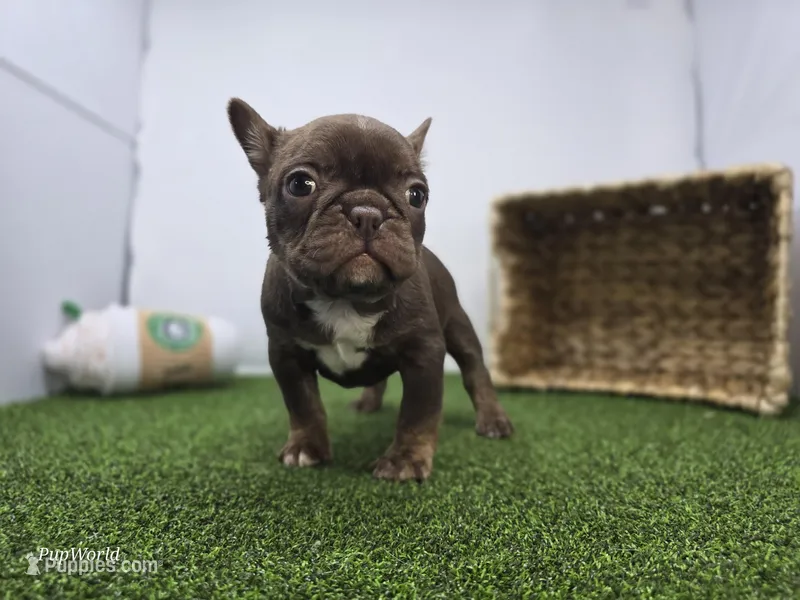 Summer – Frenchton puppy for sale in Fort Wayne, IN