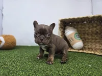 Summer, a female Frenchton for sale in Fort Wayne, IN – Photo 3 of 8