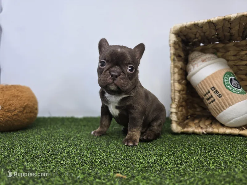 Summer – Frenchton puppy for sale in Fort Wayne, IN