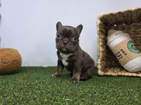 Summer, a female Frenchton for sale in Fort Wayne, IN – Photo 1 of 8