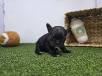 Bella, a female Frenchton for sale in Fort Wayne, IN – Photo 4 of 8