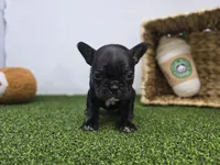 Bella, a female Frenchton for sale in Fort Wayne, IN – Photo 6 of 8