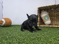 Bella, a female Frenchton for sale in Fort Wayne, IN – Photo 5 of 8