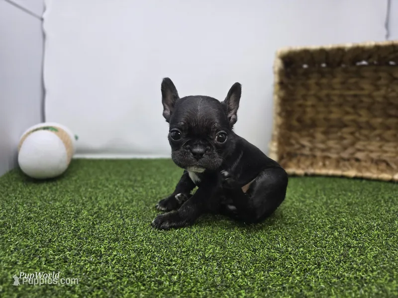 Bella – Frenchton puppy for sale in Fort Wayne, IN