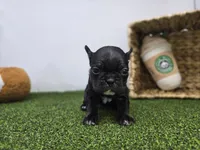 Bella, a female Frenchton for sale in Fort Wayne, IN – Photo 3 of 8