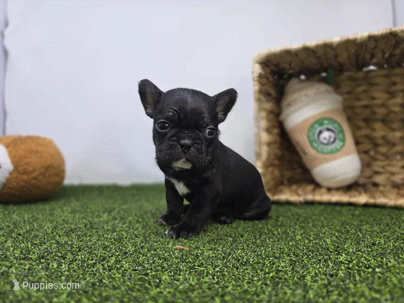 Bella – Frenchton puppy for sale in Fort Wayne, IN