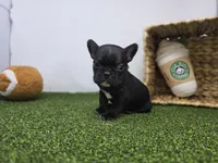 Bella, a female Frenchton for sale in Fort Wayne, IN – Photo 2 of 8