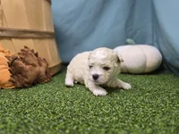 Clara, a male Bichon Frise and Pekingese for sale in Fort Wayne, IN – Photo 3 of 8