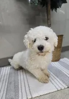 Clara, a male Bichon Frise and Pekingese for sale in Fort Wayne, IN – Photo 8 of 8