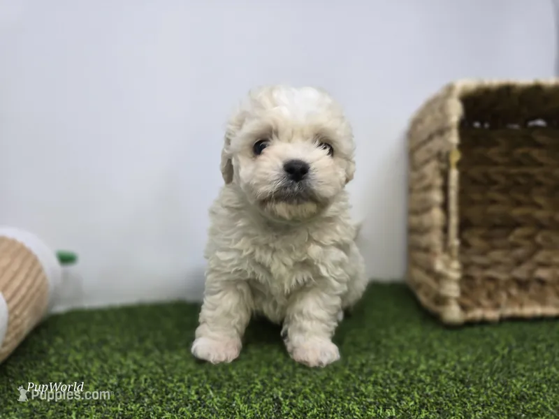 Clara – Bichon Frise, Pekingese puppy for sale in Fort Wayne, IN