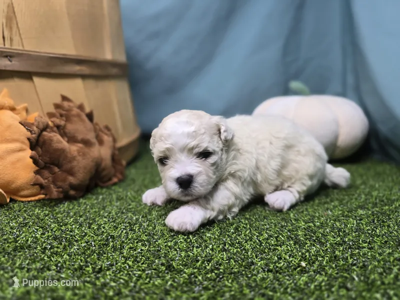 Clara – Bichon Frise, Pekingese puppy for sale in Fort Wayne, IN