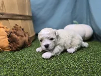 Clara, a male Bichon Frise and Pekingese for sale in Fort Wayne, IN – Photo 1 of 8