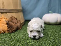 Clara, a male Bichon Frise and Pekingese for sale in Fort Wayne, IN – Photo 5 of 8