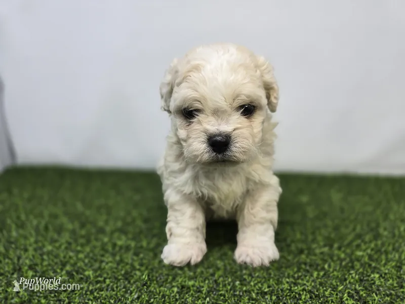 Clara – Bichon Frise, Pekingese puppy for sale in Fort Wayne, IN
