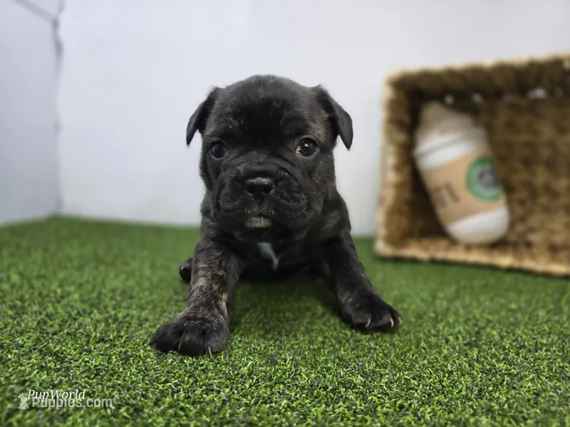 Halle – Frenchton puppy for sale in Fort Wayne, IN
