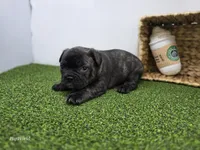 Halle, a female Frenchton for sale in Fort Wayne, IN – Photo 5 of 6