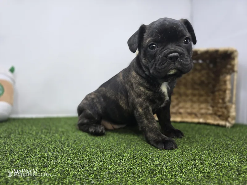 Halle – Frenchton puppy for sale in Fort Wayne, IN