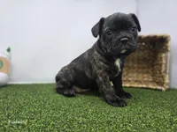 Halle, a female Frenchton for sale in Fort Wayne, IN – 1 of 6