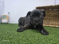 Halle, a female Frenchton for sale in Fort Wayne, IN – 6 of 6