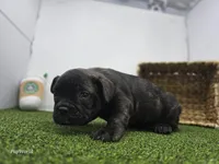 Halle, a female Frenchton for sale in Fort Wayne, IN – 5 of 6