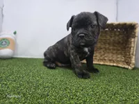 Halle, a female Frenchton for sale in Fort Wayne, IN – 3 of 6