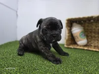 Halle, a female Frenchton for sale in Fort Wayne, IN – Photo 3 of 6