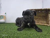 Halle, a female Frenchton for sale in Fort Wayne, IN – 4 of 6