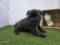 Halle, a female Frenchton for sale in Fort Wayne, IN – Photo 4 of 6