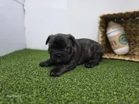 Halle, a female Frenchton for sale in Fort Wayne, IN – Photo 6 of 6