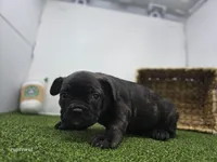 Halle, a female Frenchton for sale in Fort Wayne, IN – 2 of 6