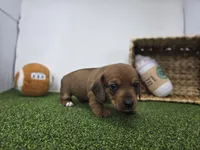 Dakota, a male Dachshund for sale in Fort Wayne, IN – Photo 5 of 8